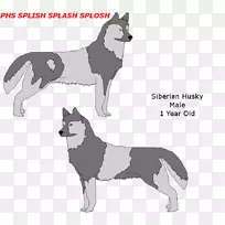 西伯利亚哈士奇犬品种库页岛哈士奇阿拉斯加哈士奇犬