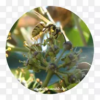 蜜蜂科常春藤-蜜蜂