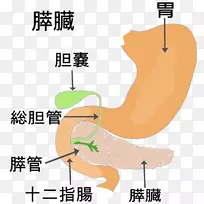 胆囊疾病，胆囊结石，胰源性胰腺炎-皱褶