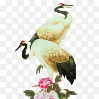 白鹳丹顶鹤鸟灰色冠鹤