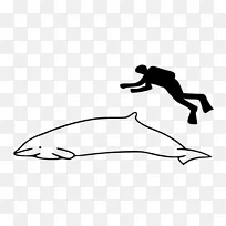 侏儒喙鲸，赫克托的喙鲸，鲸类，独角鲸，侏儒，露脊鲸-海豚