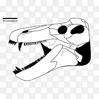 尖头棘球虫组合区骨头骨-颅骨