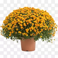 菊花月季，一年生植物，11月1日园艺-柚子