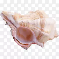 海鸥科山卡海贝壳动物源性食品-海贝壳