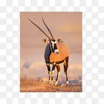 纳米比亚金羚羊-羚羊