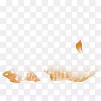 狮子贝壳海螺桌面壁纸电脑-狮子