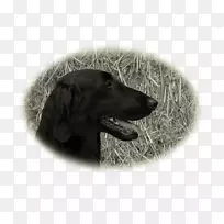 扁毛猎犬拉布拉多猎犬繁殖犬项圈-冠犬
