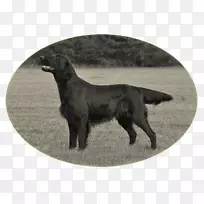 扁毛猎犬拉布拉多猎犬博伊金猎犬