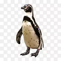 企鹅T恤鸟动物南极洲企鹅