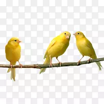 家养金丝雀黄色鸟