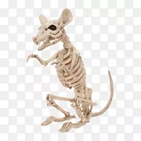 大鼠骨骼啮齿动物骨