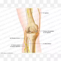 膝腓总神经解剖隐神经-膝
