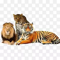 狮子Colchester动物园，孟加拉虎，猫科动物-狮子