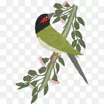 澳洲人形鸟羽毛鹦鹉喙鸟