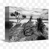 摄影树天空plc-海滩树