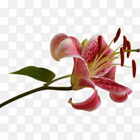 菊花植物茎-花