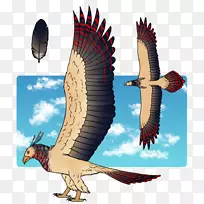 秃鹰嘴鹰