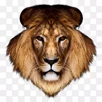 狮子桌面壁纸老虎-狮子