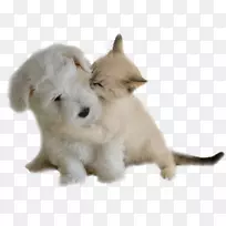 西部高原白狗繁殖珍稀犬(狗)幼犬教育-小狗