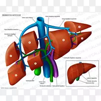 肝段解剖门静脉肝静脉