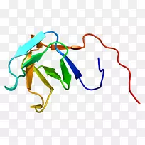 PLCG 1 SH3结构域磷酸肌醇磷脂酶c