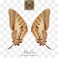 家蚕蝴蝶和蛾-仙女翅膀