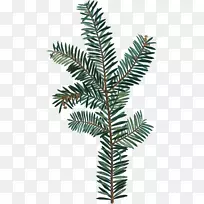 云杉植物学摄影素描水彩画绿色植物