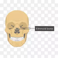 鼻甲解剖鼻骨-颅骨和骨