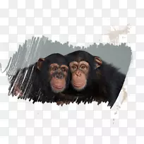 普通黑猩猩智人旅游景点伊莱芬蒂桃金娘海滩-黑猩猩