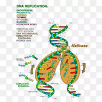 双螺旋：发现dna复制结构的个人说明，颜色转录-水果蔬菜字母表