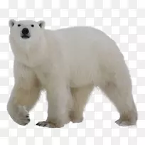北极熊灰熊夹艺术纹身熊
