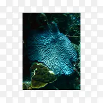 石珊瑚珊瑚礁鱼类海洋生物-珊瑚岛海滩