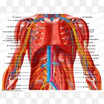 腹部肌下血管骨盆静脉-静脉和动脉