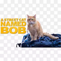 胡须猫-一只名叫鲍勃0-小猫的流浪猫