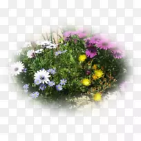 花卉设计菊花桌面壁纸-菊花