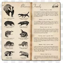 蜂蜜獾，旧世界獾，动物肉桂-红豆杉