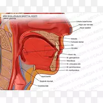 解剖人口腔矢状面软腭舌