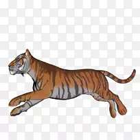 虎猫陆生动物野生动物-老虎