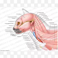解剖坐骨侧索肌颈咬肌-耳肌