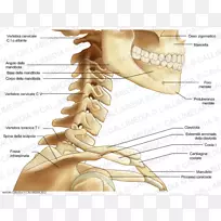 人体骨骼颈部解剖.骨骼