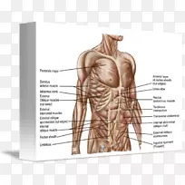 腹直肌、腹部、人体解剖