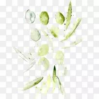 科里昂西西里花瓣有机食品叶-水彩橄榄