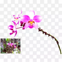 马尾蝴蝶兰兰花石斛植物茎兰叶