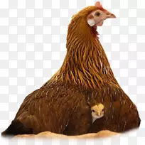 鸡摄影幽默-鸡
