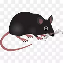 电脑鼠标鼠夹艺术-老鼠动物