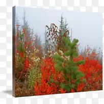 桌面壁纸秋季植物群-秋季价格