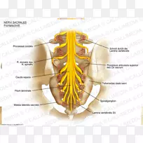 骶骨神经解剖神经系统-骶骨