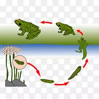 蟾蜍真蛙生物生命周期树蛙-青蛙动画