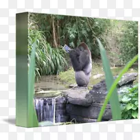 大猩猩自然保护区动物野生动物-大猩猩
