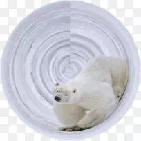 北极熊-北极熊